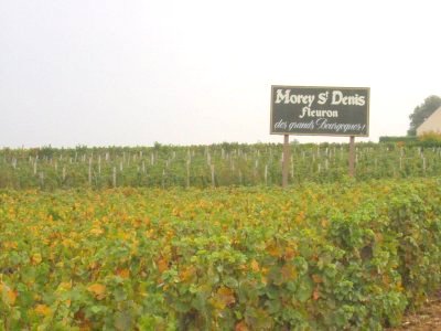 Grapes of Morey-St Denis.